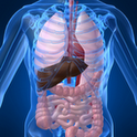 Human Anatomy (Spotting) - أندرويد