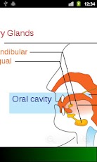 Human Anatomy (Spotting) - صورة شاشة 2