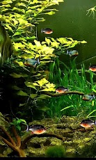 Piranha 3d aquarium LWP - صورة شاشة 1