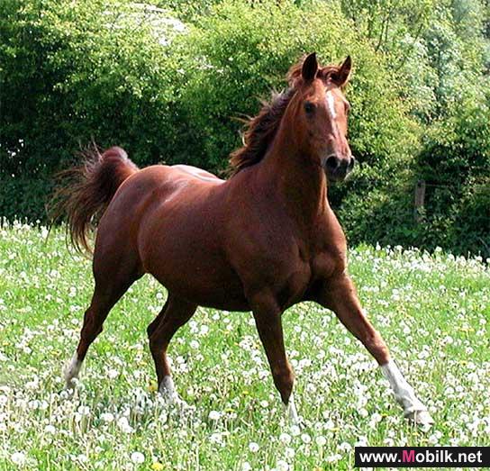 Batelco to Sponsor Bahrain RIDERS Club’s 2010 Events